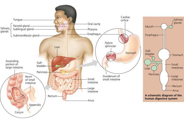 The digestive system is made up of many organs that help with the process of breaking down food.